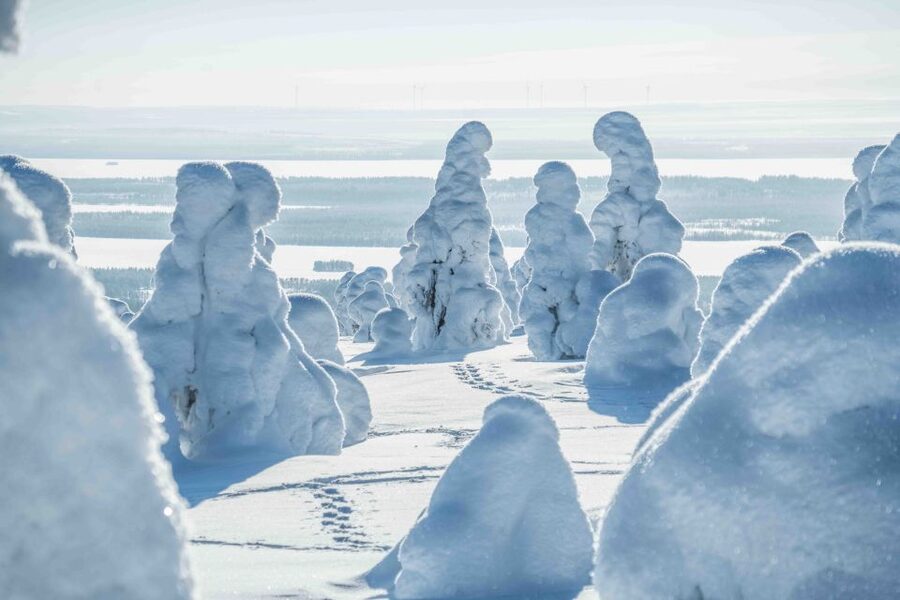 Rovaniemi: Riisitunturi National Park with Pro Photos & BBQ - Who This Tour Suits Best (and Who Should Rethink It)