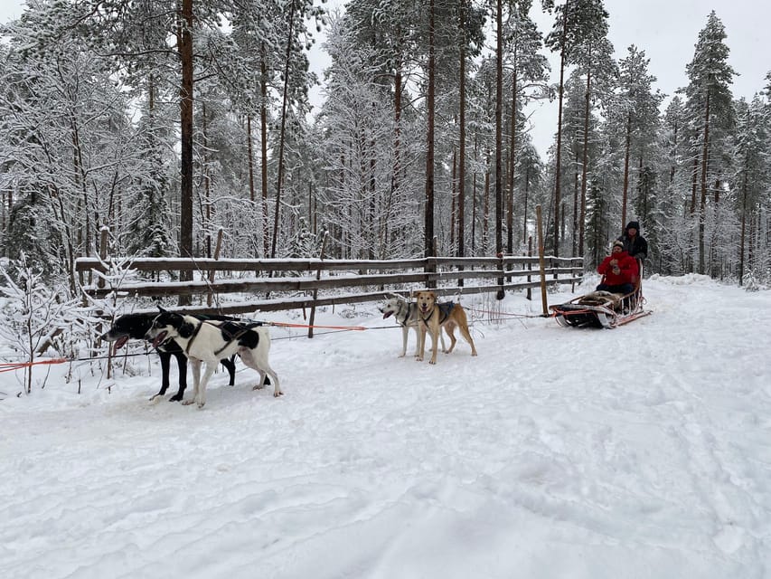 Rovaniemi: Santa Claus Village Tour Huskies & Reindeer ride - Should you book it