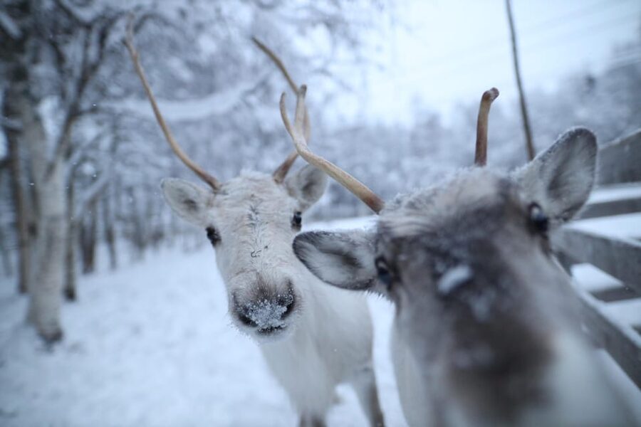 Rovaniemi: Santa Claus Village Tour Huskies & Reindeer ride - Santa Claus Village, the Arctic Circle moment, and the post office