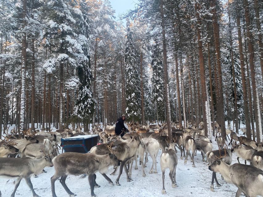 Rovaniemi: Santa Claus Village Tour Huskies & Reindeer Visit - Husky Park Time with Siberian Huskies and puppies