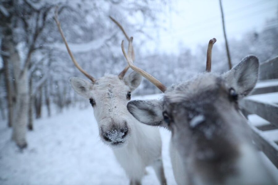 Rovaniemi: Santa Claus Village Tour Huskies & Reindeer Visit - Price and Value: what $235 buys you in Lapland