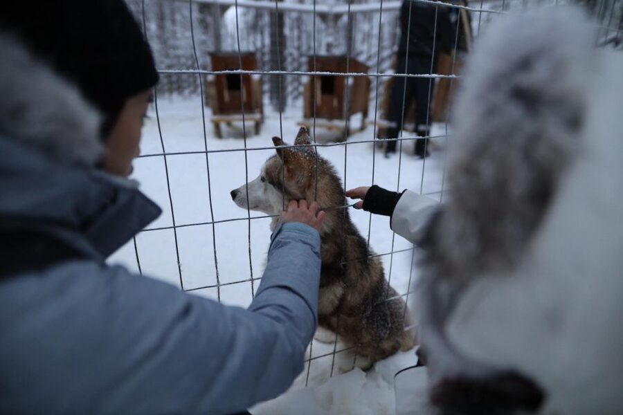 Rovaniemi: Santa Claus Village Tour Huskies & Reindeer Visit - Hotel Pickup and the Small-Group Pace