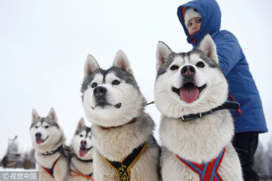Rovaniemi: Self-Drive Husky Sleigh Ride Adventure - Why a self-drive husky ride feels different in Rovaniemi