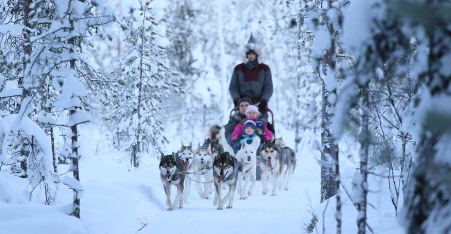 Rovaniemi: Self-Drive Husky Sleigh Ride Adventure - Learning to drive: musher instructions that set you up for success