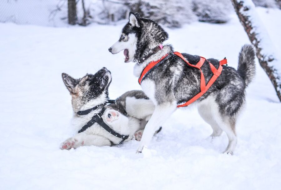 Rovaniemi: Self-Drive Husky Sleigh Ride Adventure - Who should book this husky self-drive adventure?