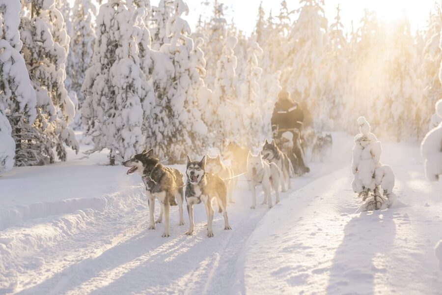 Rovaniemi: Snowmobile Safari, Reindeer & Husky Sleigh Ride - Key Highlights You Will Actually Care About