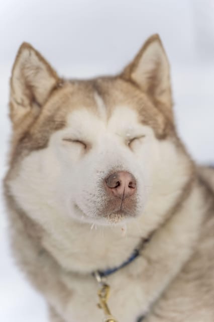 Rovaniemi: Snowmobile Safari, Reindeer & Husky Sleigh Ride - Rovaniemi in 4.5 Hours: The Triple Arctic Mix That Makes Sense