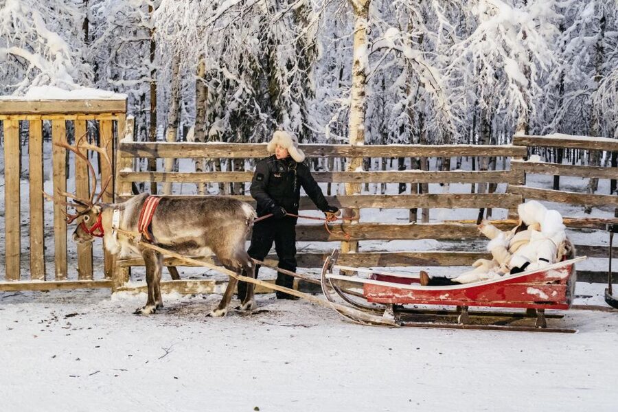 Rovaniemi: Snowmobile Safari, Reindeer & Husky Sleigh Ride - The Arctic Circle Reindeer Driving Certificate: A Silly Name, a Real Feeling
