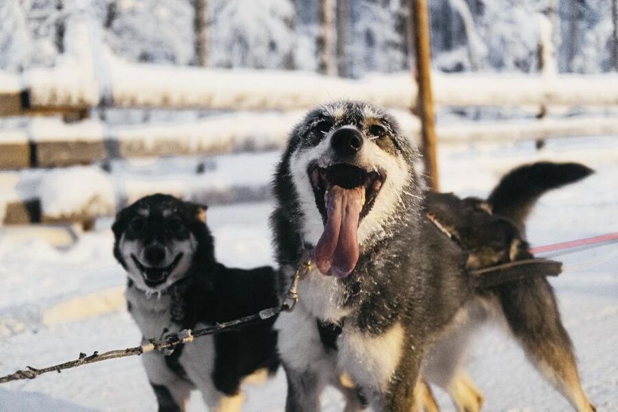 Rovaniemi: Snowmobile Safari, Reindeer & Husky Sleigh Ride - Twin Riding Rules and the Solo-Driver Option: Choose Based on Your Comfort