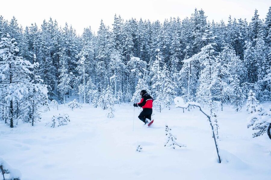 Rovaniemi: Snowshoe Wilderness Adventure - Key Highlights You Will Feel Immediately