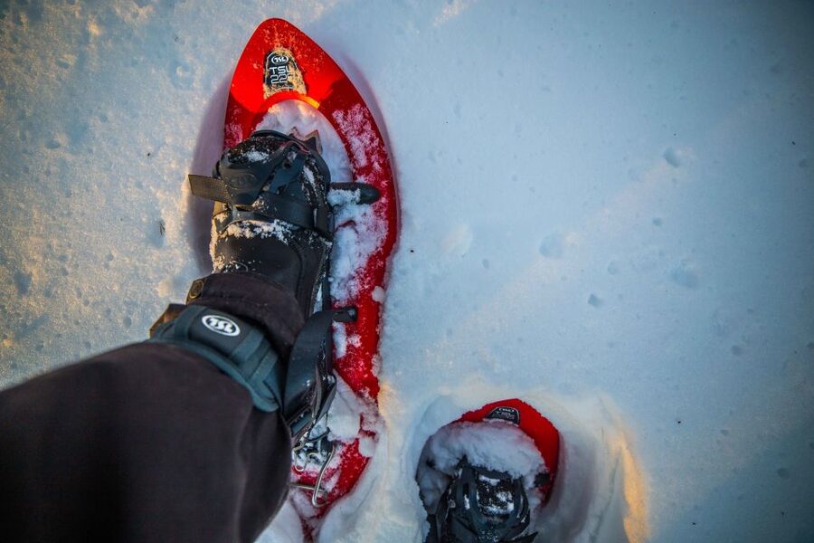 Rovaniemi: Snowshoe Wilderness Adventure - Wildlife Moments: What You Can Expect and How to React