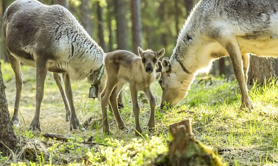 Rovaniemi: Summer Reindeer Farm Experience - Key Things to Know Before You Go