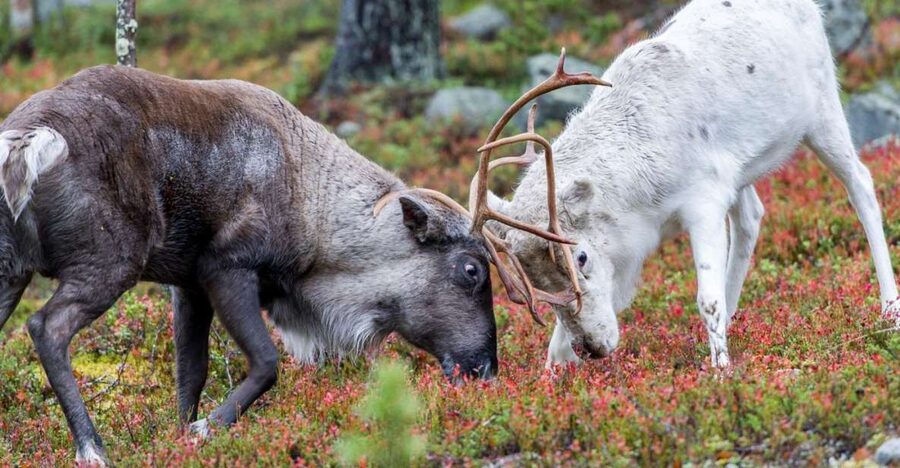 Rovaniemi: Summer Reindeer Farm Experience - A Summer Reindeer Farm Near Rovaniemi: What Changes in July