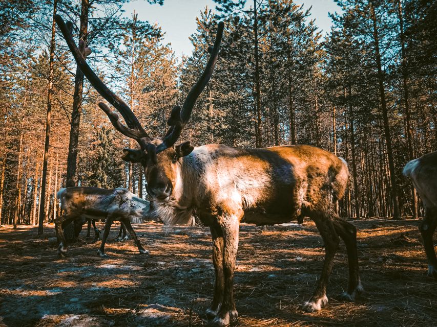 Rovaniemi: Summer Reindeer Farm Experience - Small Group Size and the 2.5-Hour Schedule: How to Make It Feel Longer