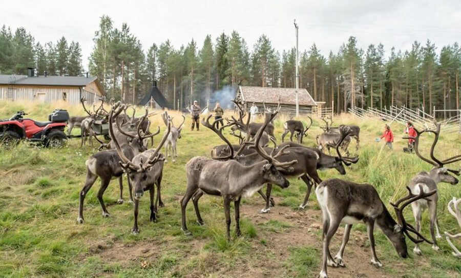 Rovaniemi: Summer Reindeer Farm Experience - Getting There From Rovaniemi, and Why the Morning Timing Works