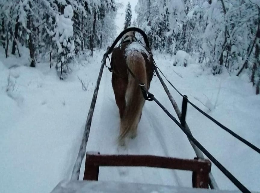 Rovaniemi: Traditional Finnhorse Sleigh Ride at SCV (3km) - Who should book this Finnhorse sleigh ride, and who should not