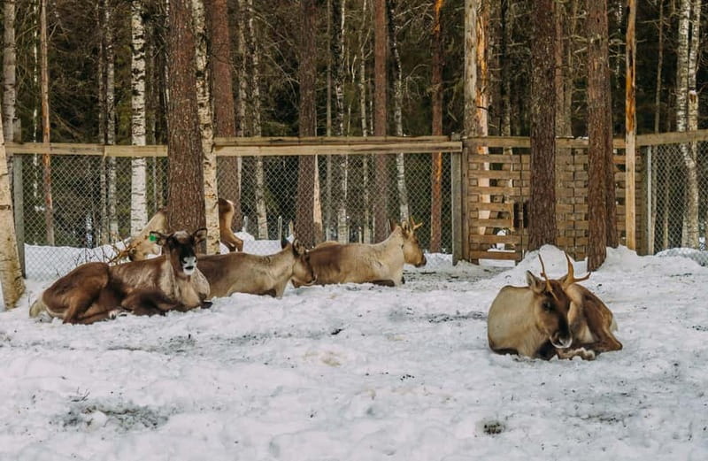 Rovaniemi: Trip to Ranua Zoo with Tickets - Key things to know before you go