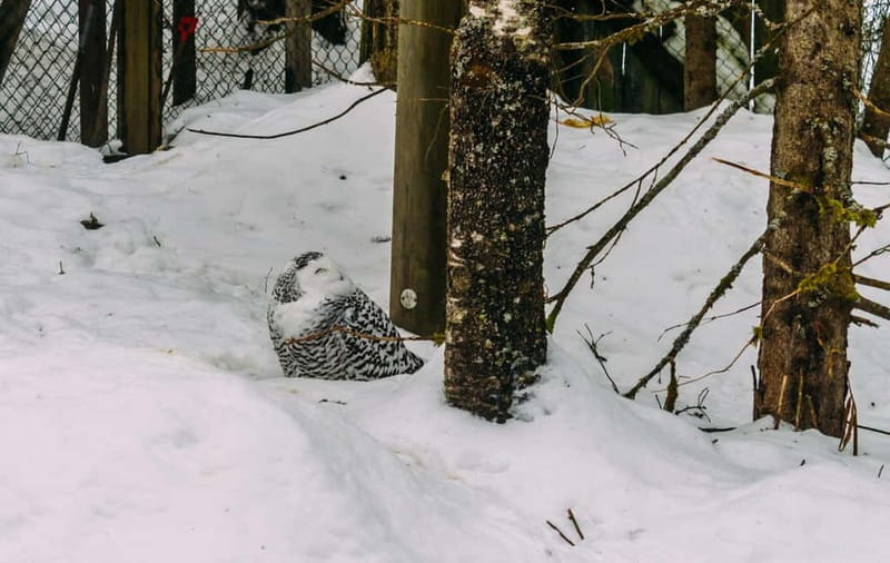 Rovaniemi: Trip to Ranua Zoo with Tickets - Arriving at Ranua Zoo: How Over 60 Species Plays Out