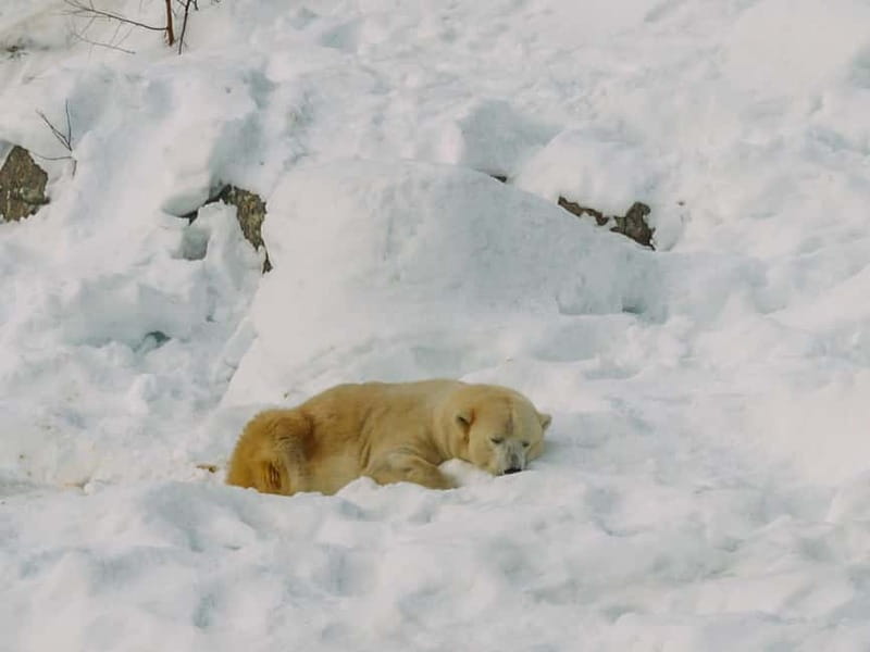 Rovaniemi: Trip to Ranua Zoo with Tickets - The Rare White Bear: The Main Event and the Season Factor