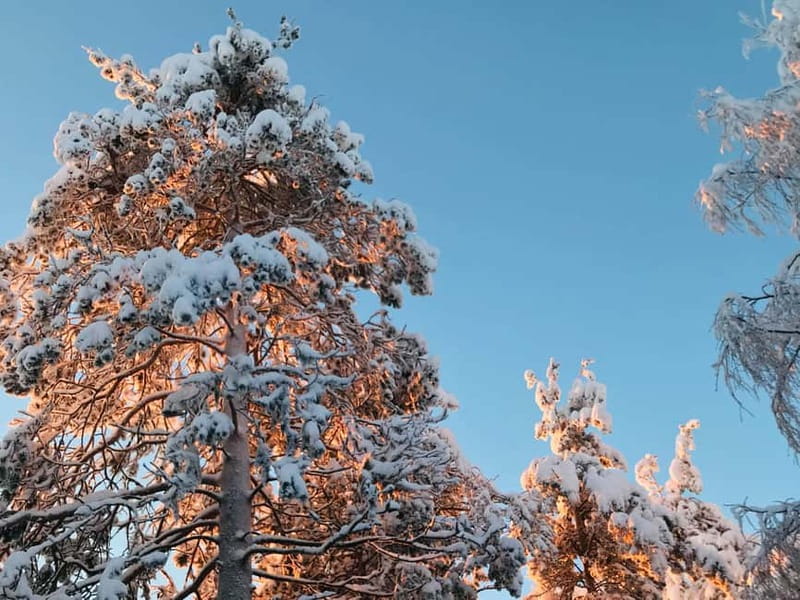 Rovaniemi: Trip to Ranua Zoo with Tickets - Walking the Grounds: Space, Pace, and Where to Spend Your Energy