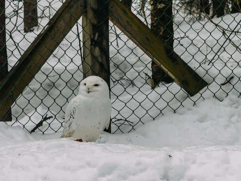 Rovaniemi: Trip to Ranua Zoo with Tickets - Timing and Day Flow: What 5 Hours Really Means for Your Plan