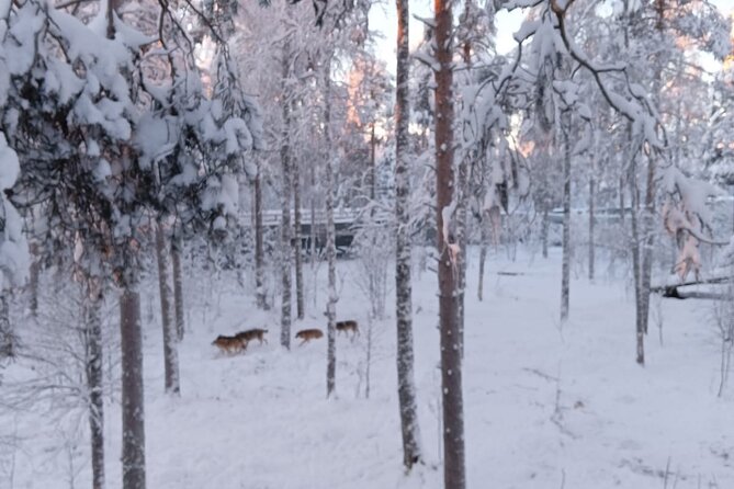 Rovaniemi: Trip to Ranua Zoo with Tickets Included - Inside Ranua Zoo: how the 2.5 km route shapes your experience
