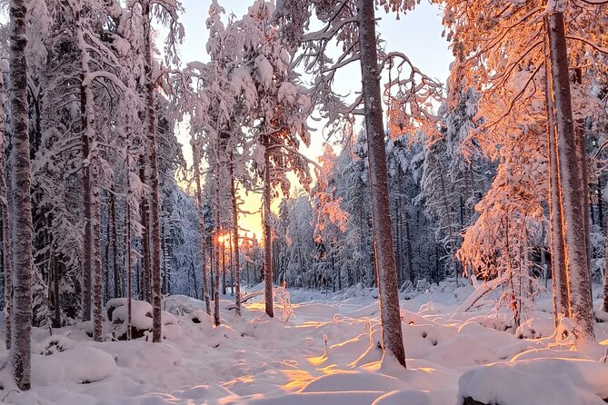 Rovaniemi: Trip to Ranua Zoo with Tickets Included - What you can realistically see: polar favorites and animal timing
