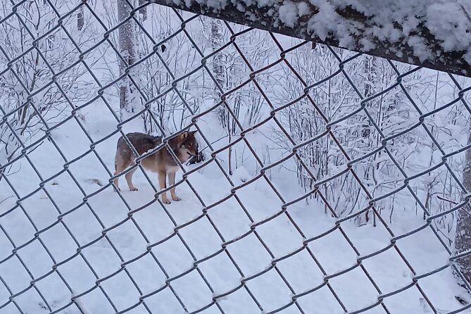 Rovaniemi: Trip to Ranua Zoo with Tickets Included - Lapland lunch and Fazer sweets: the part that makes it feel like a day trip
