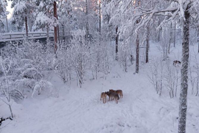 Rovaniemi: Trip to Ranua Zoo with Tickets Included - Meeting points, rainy days, and what to pack