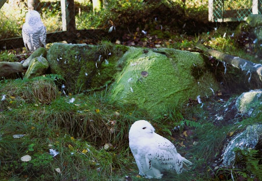 Rovaniemi: trip to the Ranua Zoo (transportation, tickets) - Winter viewing game plan: how to spot animals without stressing