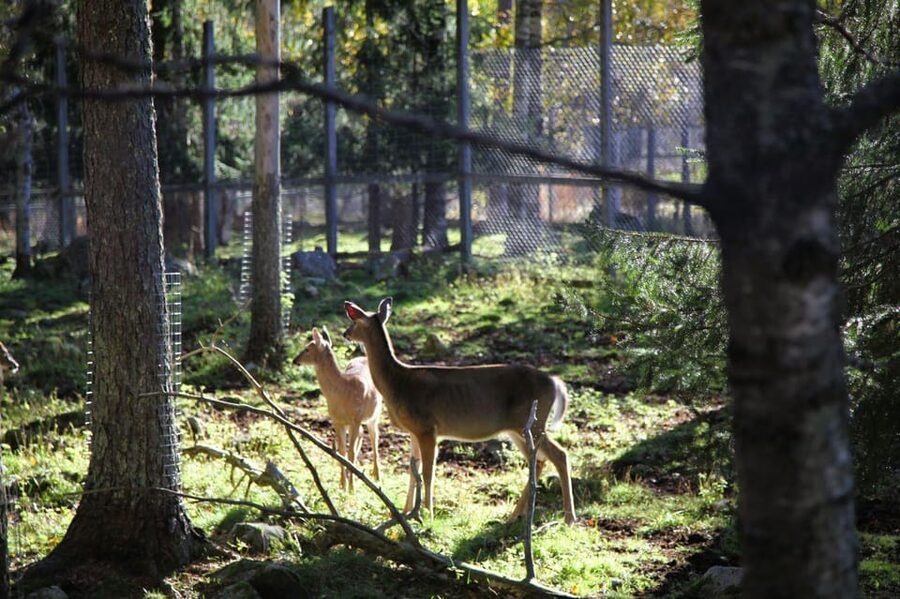 Rovaniemi: trip to the Ranua Zoo (transportation, tickets) - What to bring for Ranua Zoo in Lapland cold