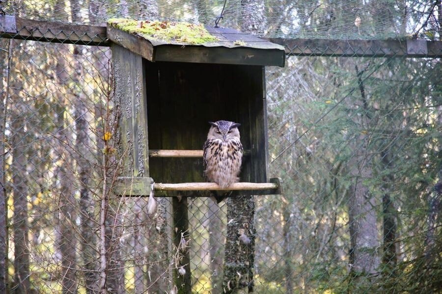 Rovaniemi: trip to the Ranua Zoo (transportation, tickets) - Families and kids: playground breaks that prevent melt-downs