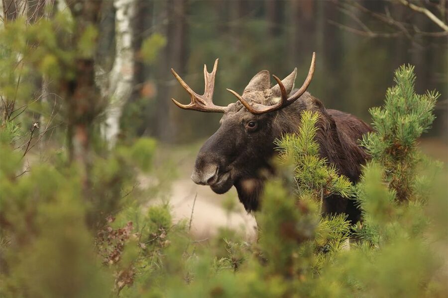 Rovaniemi: Wild Moose Safari - Why the Rovaniemi Moose Safari Experience Feels Different From Other Tours