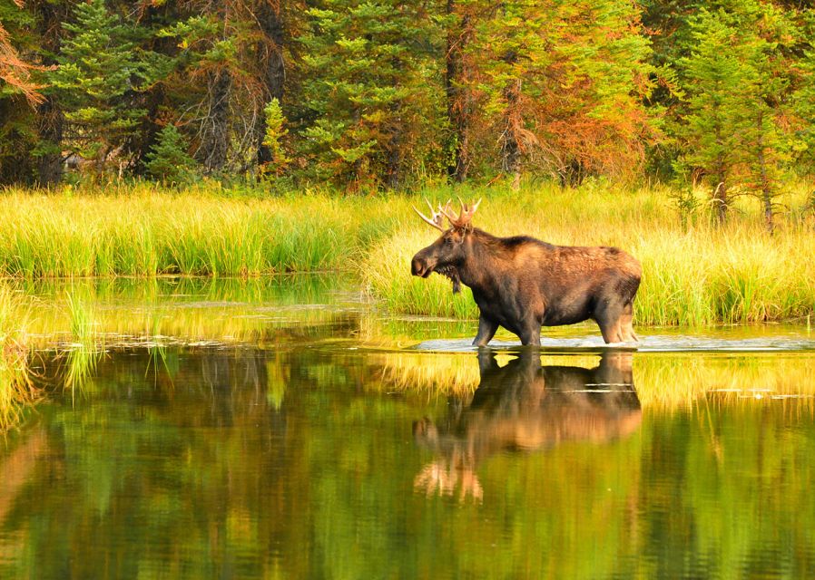 Rovaniemi: Wild Moose Safari - The Guide’s Role: More Than Just Finding Moose
