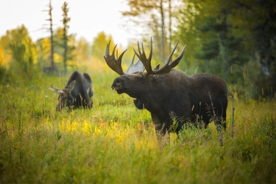 Rovaniemi: Wild Moose Safari - Practical Tips That Improve Your Odds (Without Pretending to Control Nature)