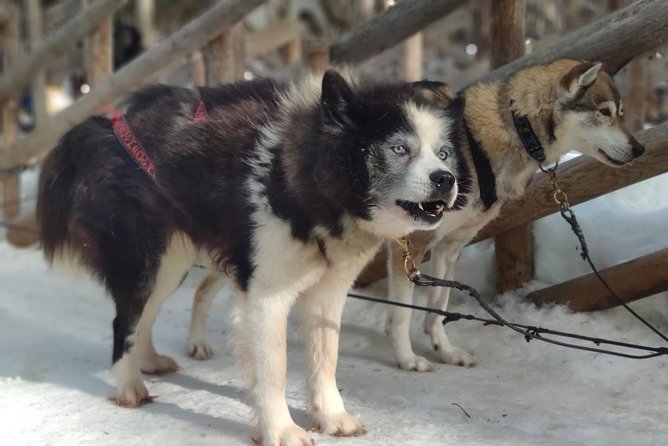 Santa Claus Village Guided Tour & Arctic Animals Adventure - Reindeer safari: the short ride that still feels like real Arctic work