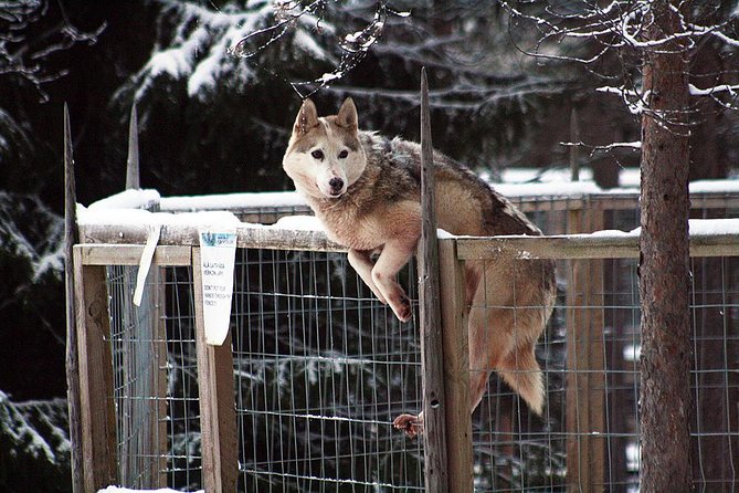 Santa Claus Village Guided Tour & Arctic Animals Adventure - Arctic Circle Husky Park: walk, meet the dogs, then go for a sleigh ride