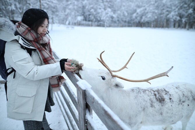 Santa Claus Village, Husky and Reindeers Combo Safari - Why This Santa, Husky, and Reindeer Combo Makes Sense in Rovaniemi