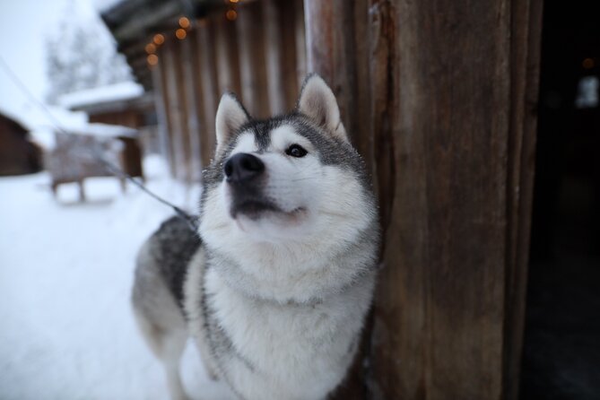 Santa Claus Village, Husky and Reindeers Combo Safari - Reindeer Yard: The Sleigh Ride, Farm Time, and Hot Juice