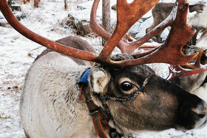 Santa's Reindeer & Husky Safari + Aurora BBQ in Rovaniemi - Key Things That Make This Tour Worth a Look