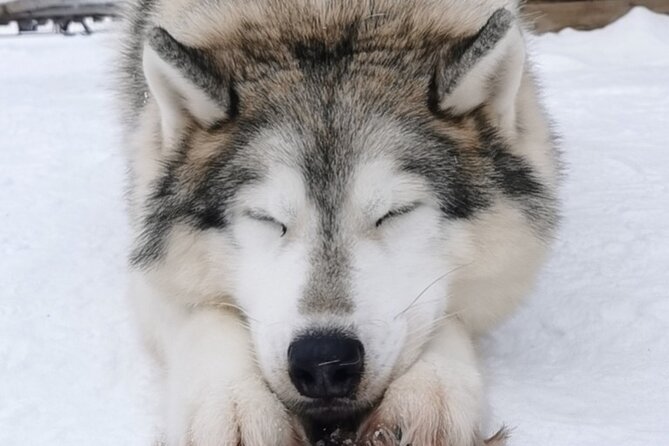 Santa's Reindeer & Husky Safari + Aurora BBQ in Rovaniemi - The Short Rides That Still Matter (500 m Husky, 400 m Reindeer)
