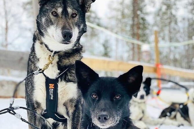 Santa's Reindeer & Husky Safari + Aurora BBQ in Rovaniemi - Aurora Hunt, Two Spots, and the Kota BBQ (How the Night Works)