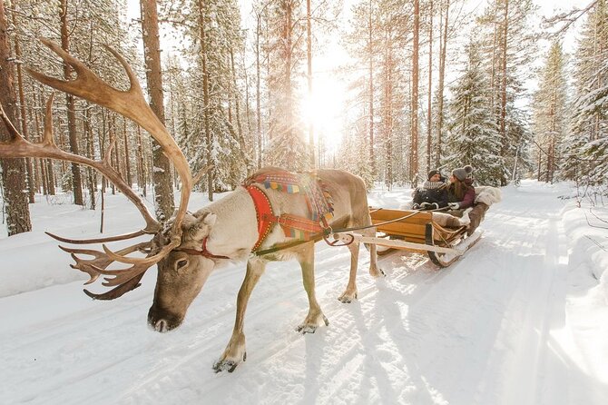 Santa's Reindeer & Husky Safari + Aurora BBQ in Rovaniemi - Animal-Welfare Reality Check (How to Think About Huskies and Reindeer)