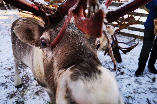 Santa's Reindeer & Husky Safari + Aurora BBQ in Rovaniemi - Guides, Group Size, and Timing That Can Make or Break the Day