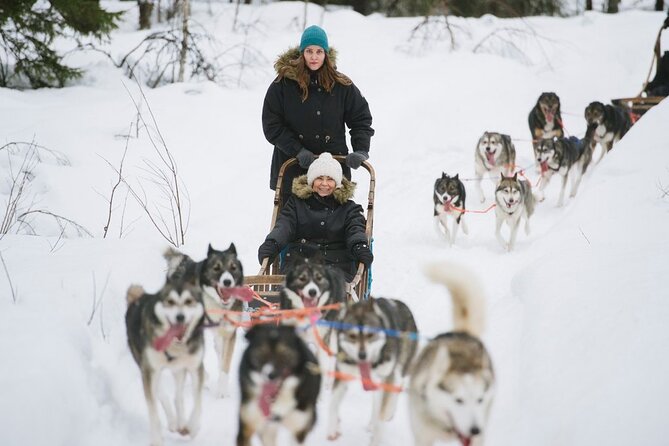 Santa's Reindeer & Husky Safari + Aurora BBQ in Rovaniemi - What If You Do Not See the Northern Lights?