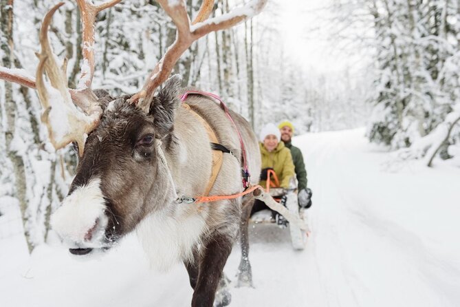 Santa's Reindeer & Husky Safari + Aurora BBQ in Rovaniemi - The Midday Break Around 12:30 (You Decide What to Do)
