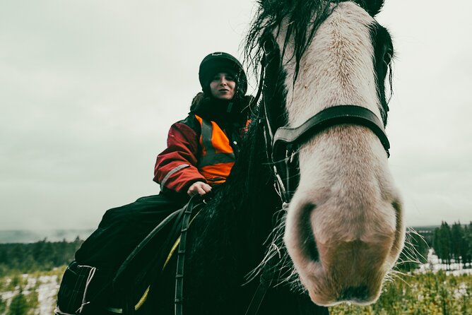 Small-Group Arctic Circle Horse Riding from Rovaniemi - Key highlights I’d plan around