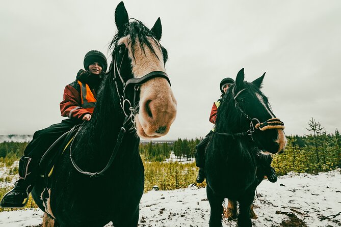 Small-Group Arctic Circle Horse Riding from Rovaniemi - Price and value for a 3-hour Arctic Circle horse ride