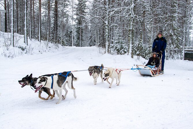 Small-Group Husky Mushing Experience in Rovaniemi - Why this husky mushing in Rovaniemi feels like the real thing