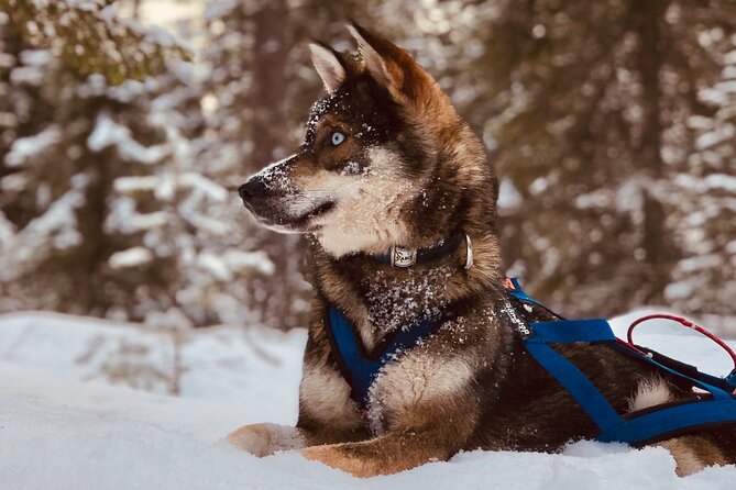 Small-Group Husky Mushing Experience in Rovaniemi - The self-driving moment: what it’s like to steer your own sled